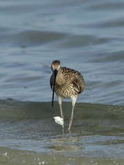 Curlew dropped a crab