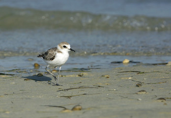 The lesser sand plover