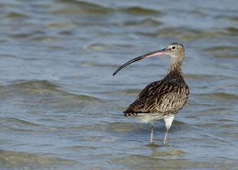 Curlew, Busaiteen coast, Bahrain 