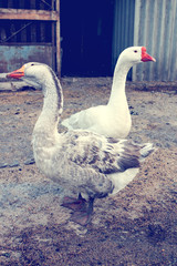 Two domestic goose in the yard. Geese looking in different directions. Vertical toned photo