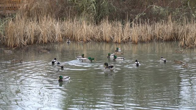 Ultra high definition 4k movie of a team of ducks swimming in pond in Happy Valley Wetland Park in Oregon during Winter season 3840x2160 UHD