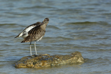 Curlews  preening