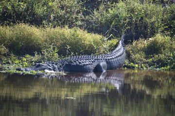 Alligator at rest