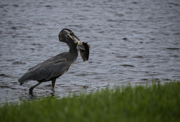 Pelican fishing