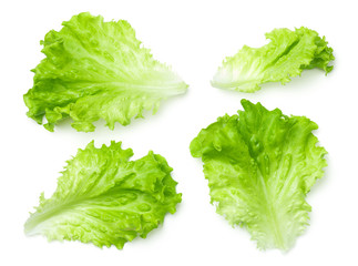 Lettuce Salad Leaves Isolated on White Background