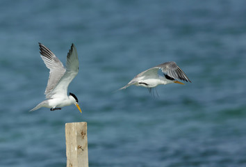  Lesser Crested terns near a wooden log