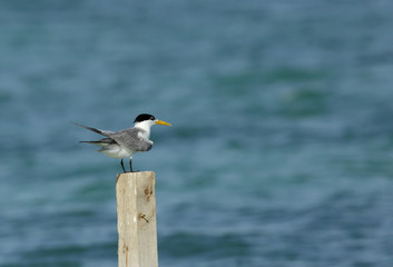  Lesser Crested tern perched on a wooden log