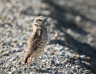 Burrowing owl, seen in the wild in North California