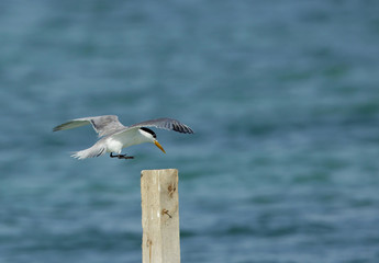  Lesser Crested ten sitting on a log