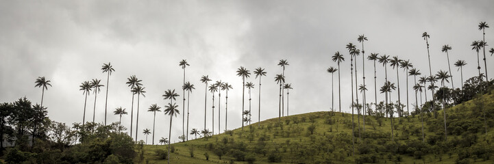 Highest palm trees in Valle del Cocora
