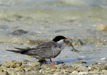 White-cheeked tern with fish at Busaiteen coast