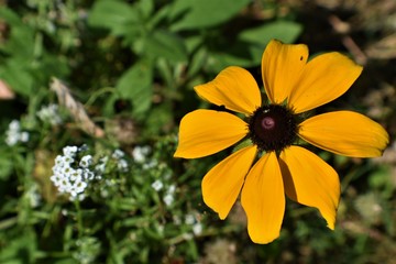 Black Eyed Susan
