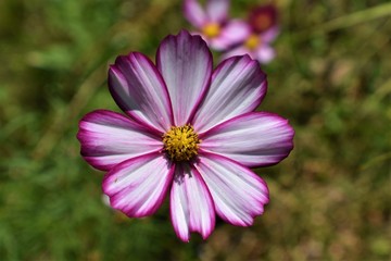Obraz premium Variegated purple & white bloom