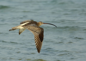 Curlew flying
