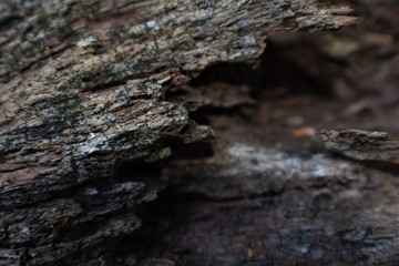 Wood