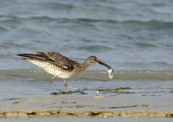 Curlews with a crab