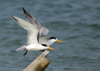 Fototapeta na wymiar A pair of Crested Tern at Busaiteen coast, Bahrain 