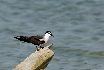 A Bridled tern perched on a wooden log, Bahrain  
