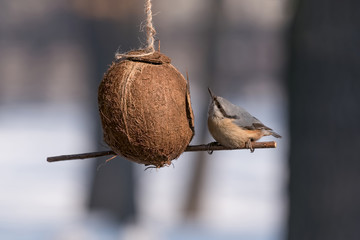 Eurasian nuthatch (Sitta europaea) taking nuts from bird feeder
