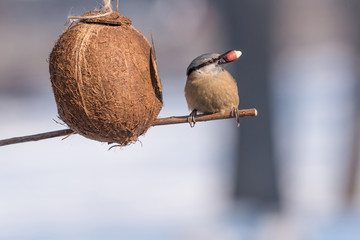 Eurasian nuthatch (Sitta europaea) taking nuts from bird feeder