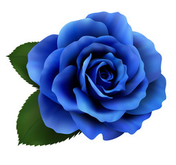 Realistic blue rose, Queen of beauty.