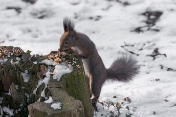 Eastern gray squirrel (Sciurus carolinensis) eating on tree trunk. Selective focus