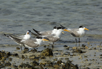  Lesser Crested terns at Busaiteen coast