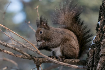 Squirrel eating nut in a park during winter. Selective focus