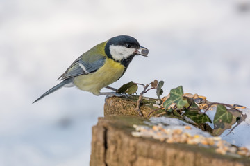 Parus major, (Great tit), taking nuts from bird feeder with copy space