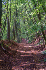 Forest Path