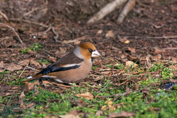 The hawfinch (Coccothraustes coccothraustes) on the lawn in an  garden