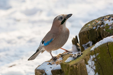 Eurasian jay, Garrulus glandarius, sitting on a branch in nature.