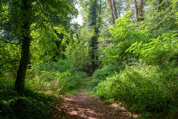 Forest Path