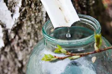Spring birch sap from a tree drips into a glass jar close-up.