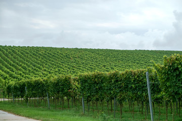 Fototapeta na wymiar German Vineyards