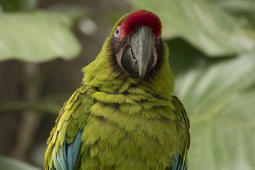 Green Macaw Close Up