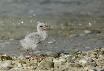 White-cheeked tern chick
