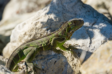 USA, Florida, Giant green lizard, Iguana sitting in the sun on a rock