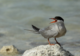 White-cheeked tern calling