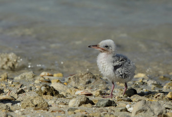 White-cheeked tern chick
