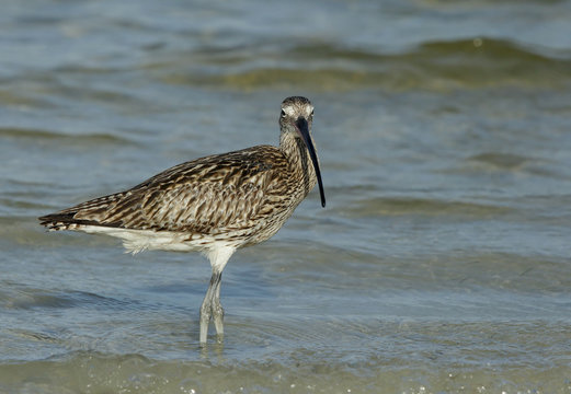 Eurasian curlew in water