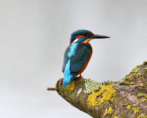 Kingfisher