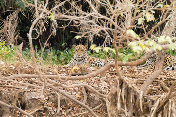 Jaguar from Pantanal, Brazil
