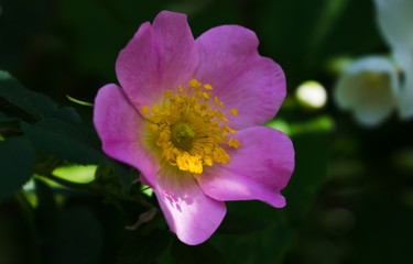 light-violet flower of a dogrose