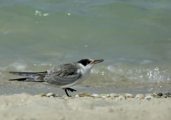 Terns are seabirds in the family Sternidae