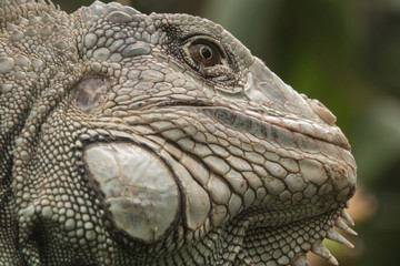 Iguana 004