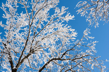 Background of amazing snow-covered branches