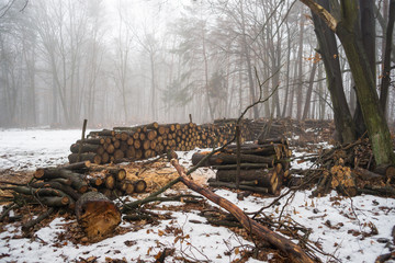 Skład drewna w lesie. Zimowa sceneria