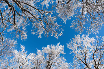 Snow-covered branches on the background of blue sky