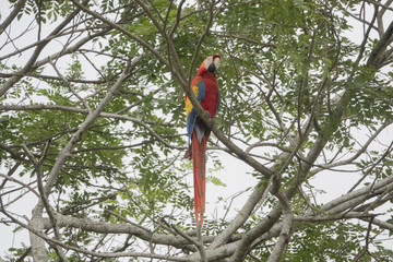 Red Macaw 001